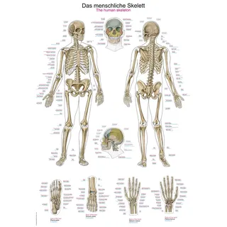 ERLERZIMMER Anatomische Lehrtafel Das menschliche Skelett 70 x 100 cm Kunststoff-Folie, mit Beleistung 1 Stück