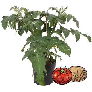 Tomaten-Kartoffelpflanze PotaTom Tomate und Kartoffel in einer Pflanze für Balkon und Garten 14cm Topf Gemüse-To-Go