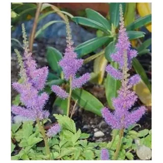 Zwergastilbe pumila rosa für Schatten winterhart Topf
