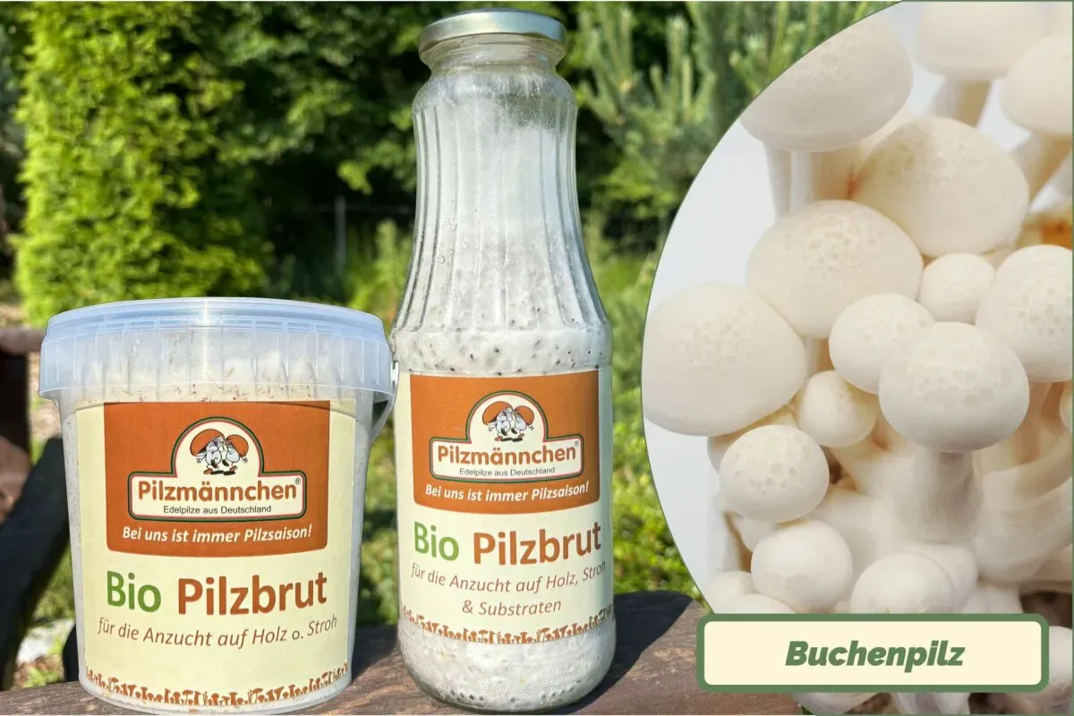 NEU! Buchenpilz-Pilzbrut BIO