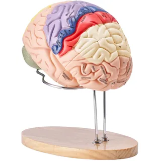 VEVOR Menschliches Gehirn Modell Anatomie, 2X Lebensgroßes 4-teiliges Menschliches Gehirn Anatomisches Modell mit Etiketten & Display Basis, Farbkodiertes Abnehmbares Gehirn Forschung über Lehren