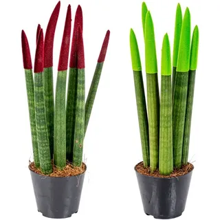 Bloomique - 2er-Set - Sansevieria Velvet Touch - Schwiegermutterzunge - Bogenhanf - Zimmerpflanzen - Luftreinigend - Sehr pflegeleicht - 20-30 cm