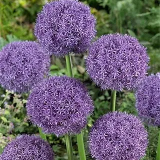 Allium zwiebeln,Winterhart Mehrjährig,Allium caeruleum,Dekoration verwendet,allium kunstblume,allium giganteum zwiebeln,allium globemaster,allium sativum,Allium-Zwiebel.-10zwiebeln-C