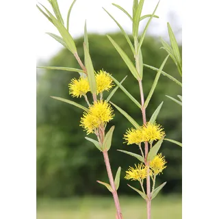 WASSERPFLANZEN WOLFF - 4er-Set im Gratis-Pflanzkorb - Lysimachia thyrsiflora - Straußgoldfelberich, gelb