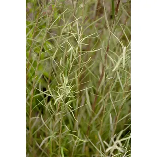 Pflanzen Für Dich Salix rosmarinifolia, Rosmarin-Weide, 60–100 cm