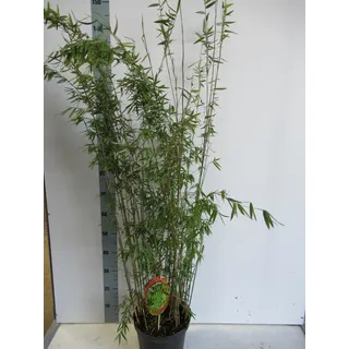 Fargesia nitida 'Black Pearl' - Schwarzer Schirmbambus - C10 - 10 Liter - 100-150 cm