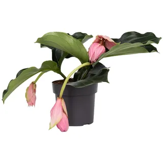 Plant in a Box - Medinilla Magnifica - Höhe 40-50cm - Topf 17cm