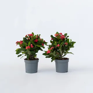Plant in a Box - Christusdorn - 2 Stk - Euphorbia 'Milii' - Höhe 25-35cm - Topf 13cm