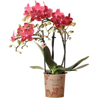Kolibri Orchids | rote - Kongo Topfgröße Ø9cm | blühende Zimmerpflanze - frisch vom Züchter