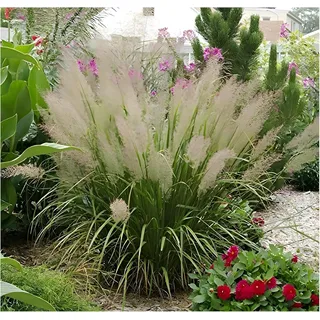 Stauden Gänge 1 x Calamagrostis brachytricha Diamantgras winterhart