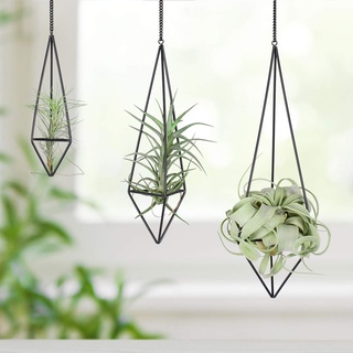 KnikGlass 3er Set Hängender Luftpflanzenhalter, Geometrische Pflanzenhänger, Metall Luftpflanzen Halter Wohnkultur für Tillandsia Luftpflanzen Decke oder Wanddekos (3, Schwarz)