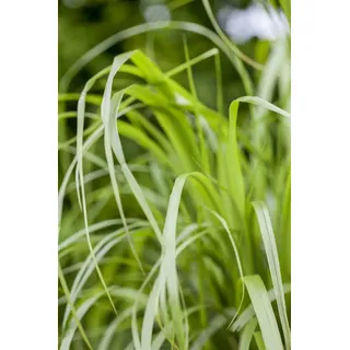 Pflanzen Für Dich Calamagrostis brachytricha, Diamantgras, 3-5 Liter Container