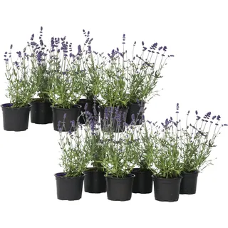 Plant in a Box - Lavendelpflanzen - 12 Stk - Lavandula angustifolia - Höhe 10-15cm - Topf 11cm