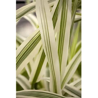 Pflanzen Für Dich Arundo donax 'Variegata', Riesenschilf, gestreift, ca. 11x11 cm Topf