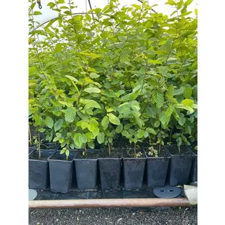 Pflanzen Für Dich Carpinus betulus 60-80 cm