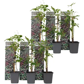 Plant in a Box - Wilder Wein - 6 Stk - Parthenocissus quinquefolia - Höhe 25-40cm - Topf 9cm