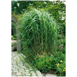 Stauden Gänge 10 x Miscanthus x giganteus Riesenchinaschilf/Elefantengras