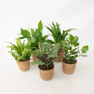 Plant in a Box - Luftreinigende Zimmerpflanzen - 5 Stk - Inklusive Korb - Höhe 25-40cm - Topf 12cm