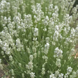 Weißer Lavendel 60 Stück | Lavandula angustifolia Alba Lavendel Lavendelduft Schmetterlinge