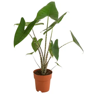 Dehner Pfeilblatt, Alocasia zebrina, Grün, Braun
