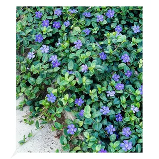 BALDUR Garten Winterharter Bodendecker Vinca minor 'Blau', 3 Pflanzen, 6-8 Pflanzen pro Quadratmeter, ideal auch für schattige Flächen, immergrün, winterharte Staude, mehrjährig, blühend