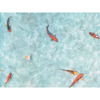 PVC Boden STARLIGHT - Koi - 2,00m x 2,00m