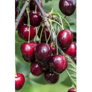 Pflanzen Für Dich Prunus avium 'Kordia' -R-, Süßkirsche, 150–200 cm