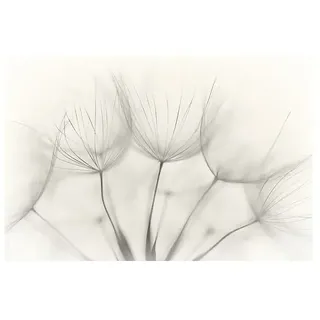 Papermoon Premium collection Fototapete Nahaufnahme Pusteblume  (B x H: 500 x 280 cm, Vlies)