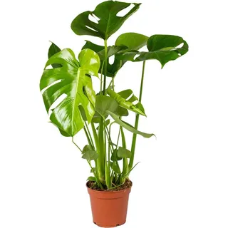 Bloomique - Monstera Deliciosa - Fensterblatt - Zimmerpflanzen - Pflegeleicht - Luftreinigend - Höhe 50-70 cm - Topf 17 cm - Grün