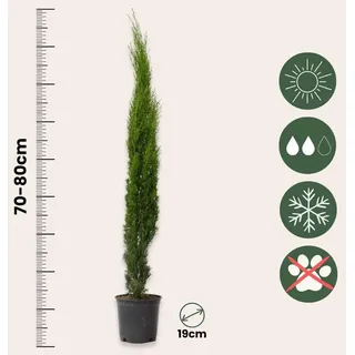 Plant in a Box - Cupressus sempervirens - Höhe 70-80cm - Topf 19cm