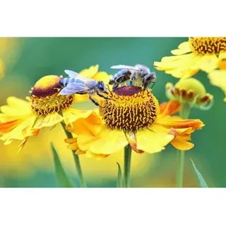 FKA Makrofotografie im Botanischen Garten  14.06.26