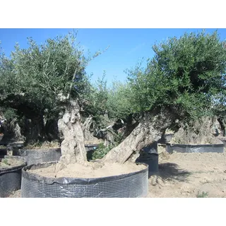 Mediterrano Olivenbaum-Dünger – Der beste Dünger für kräftige Olivenbäume, gesunde Blätter & reiche Ernte – Spezialdünger für Garten & Terrasse. 3 Kg