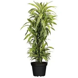 Piardino Drachenbaum XXL  (Dracaena fragrans 'Lemon Lime', Topfgröße: 27 cm, Dunkelgrün)