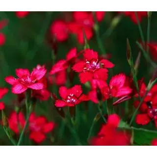 Heide-Nelke, Pink