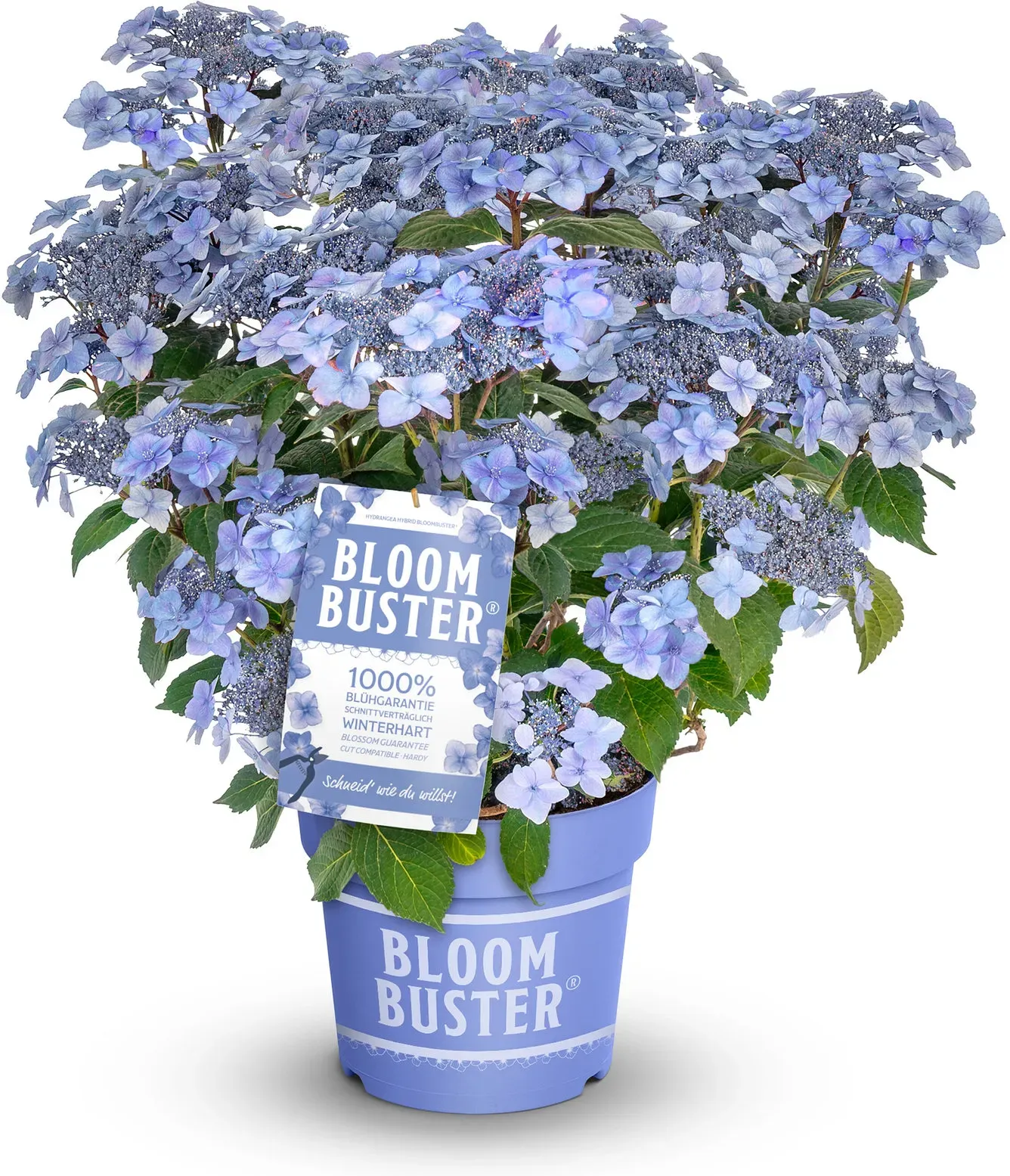 Tchibo - Rispenhortensie »Bloombuster blau« - blau