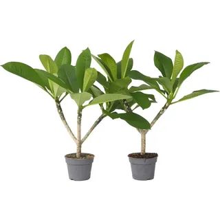 Plant in a Box, Pflanzen, Plumeria Frangipani - 2er Set Hawaii pflanze (45 cm)