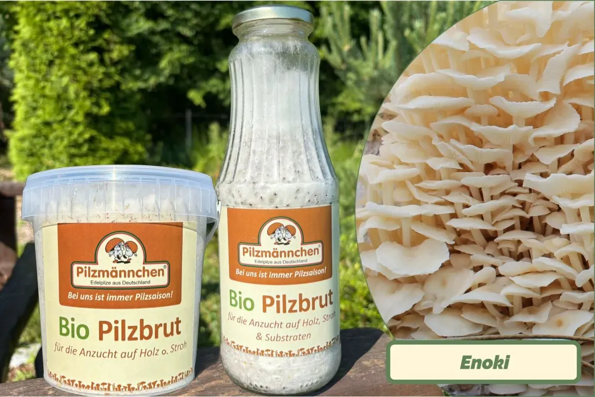 Enoki-Pilzbrut BIO 1 Liter