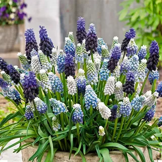 Bloomique - 50er-Mix - Muscari-Mix - Traubenhyazinthe - blaue Trauben - weiß, blau - Blumenzwiebeln - Frühlingsblüte - mehrjährige Pflanzen - wird