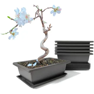 maiple 6 Stück Bonsai Trainingsschalen, 23x17x8cm, rechteckige Bonsaitöpfe aus Kunststoff mit Untersetzer, Pflanzgefäß für Garten, Terrasse und Fensterbank