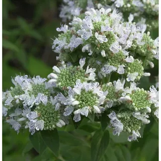 die nr-01.de Amerikanische Bergminze - Pycnanthemum pilosum