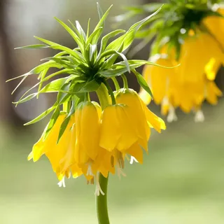 Plant in a Box - Kaiserkronen - 3 Stk - Fritillaria 'lutea' - Blumenzwiebeln - Gelb