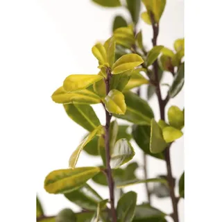 Pflanzen Für Dich Ilex crenata Golden Gem' Japanische Stechpalme Goldgelb 40–50 cm