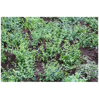pflanzen-für-dich.de Euonymus fortunei 'Minimus' Kriechspindel, immergrün, 15–20 cm