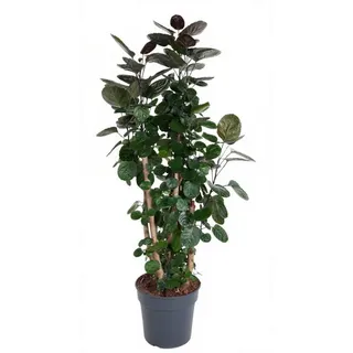 Pflanzen für Dich Zimmerpflanze Polyscias Fabian, 1 St., dunkelgrün, luftreinigend