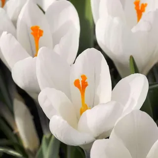 Plant in a Box - Krokuszwiebeln - 30 Stk - Crocus White - Blumenzwiebeln - Weiß