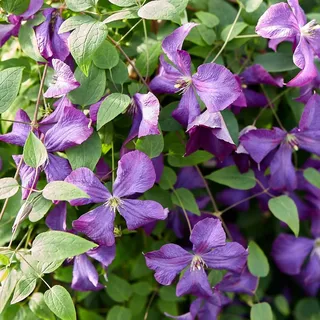 Clematis Polnischer Geist Italienisch 2L Pflanze für Anfänger und professionelle Gärtner - Ideal für Kleingarten, Garten - Schöne Pflanze mit ungewöhnlichen Blüten - Genießen Sie jeden Tag ihre Farben