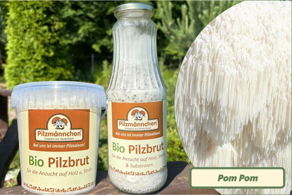 Pom Pom-Pilzbrut BIO 1 Liter