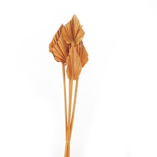 Flowerbox Trockenblumen »Palmspear« - gelb