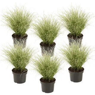 Plant in a Box - Neuseeland-Segge - 6 Stk - Carex 'Amazon Mist' - Höhe 15-25cm - Topf 11cm