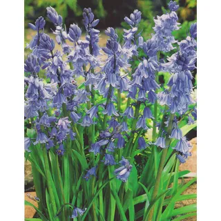 Hasenglöckchen in Blau Hyacinthoides hispanica (10 Blumenzwiebeln)